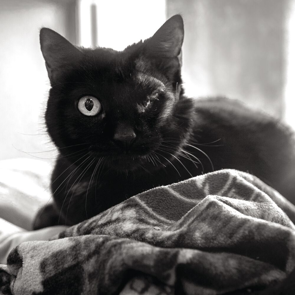 Olive POTW
